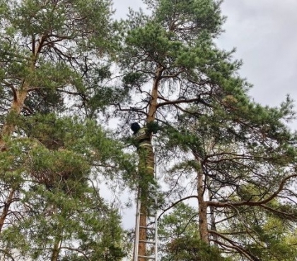 Пожарные из Челябинска достали с верхушки сосны квадрокоптер