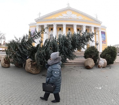 У Оперного театра высадили пятиметровые голубые ели