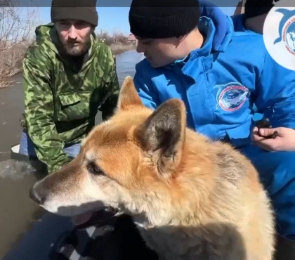 Челябинцы спасли от паводка в Кургане слепую собаку со сломанными лапами