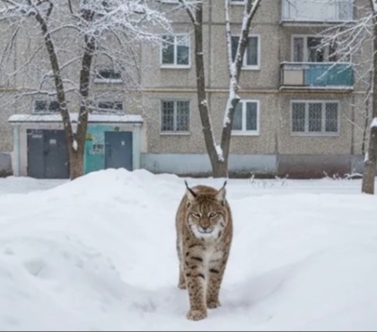 В Челябинске заметили рысь во дворах на улице Труда