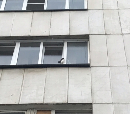 Челябинские пожарные спасли котенка, застрявшего в окне дома