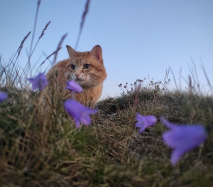 Василий Курумович сменил горы на тапочки: кот, который 15 лет жил в горах, вышел на пенсию