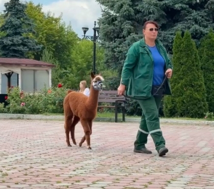 Милота дня: маленькая альпака Карамелька впервые вышла на прогулку в Челябинском зоопарке