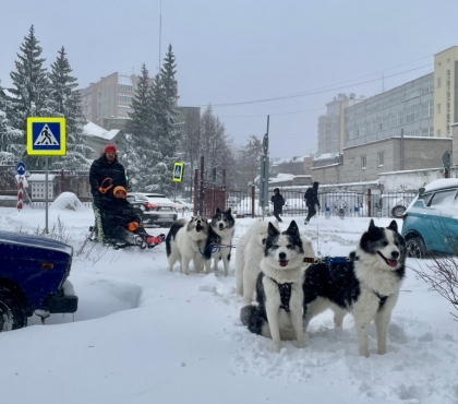 Когда не откопали машину: челябинцы проехались по городу на собачьей упряжке