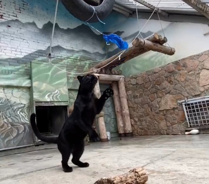 Кошки — они и в Африке кошки: в челябинском зоопарке показали, как животные играют с воздушными шариками