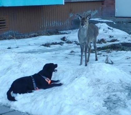 В Снежинске заметили косулю во дворе дома на улице Забабахина
