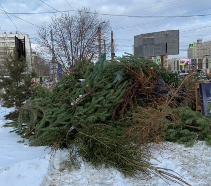 В первый день приема елей челябинцы сдали несколько сотен деревьев