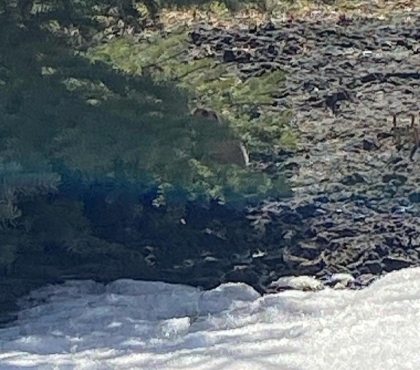Ну, теперь точно весна: в Челябинске проснулись суслики