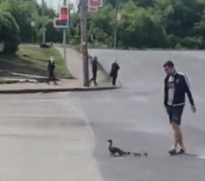 В Челябинске прохожие перевели через оживленную магистраль утиное семейство
