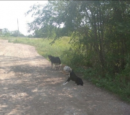 В Магнитогорске спасли собаку с пластиковой банкой на голове