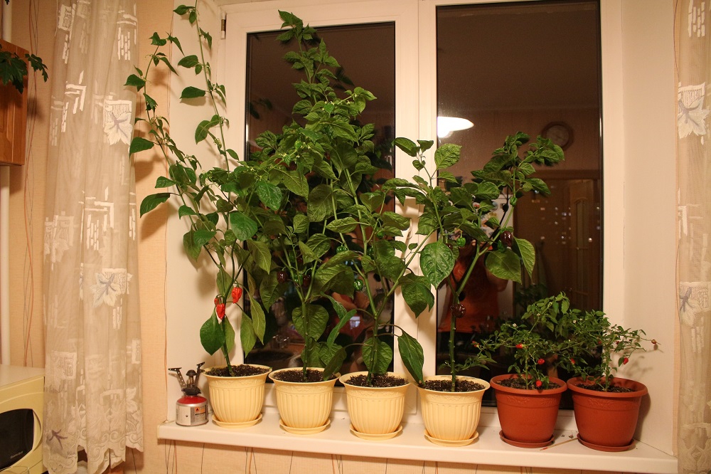 Перцы на кухне Руслана