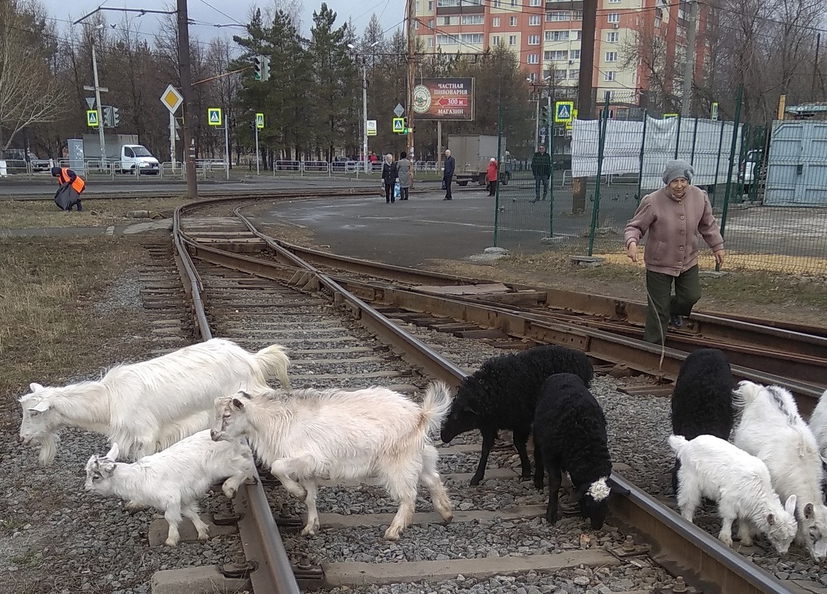 Стадо козочек и пастушка