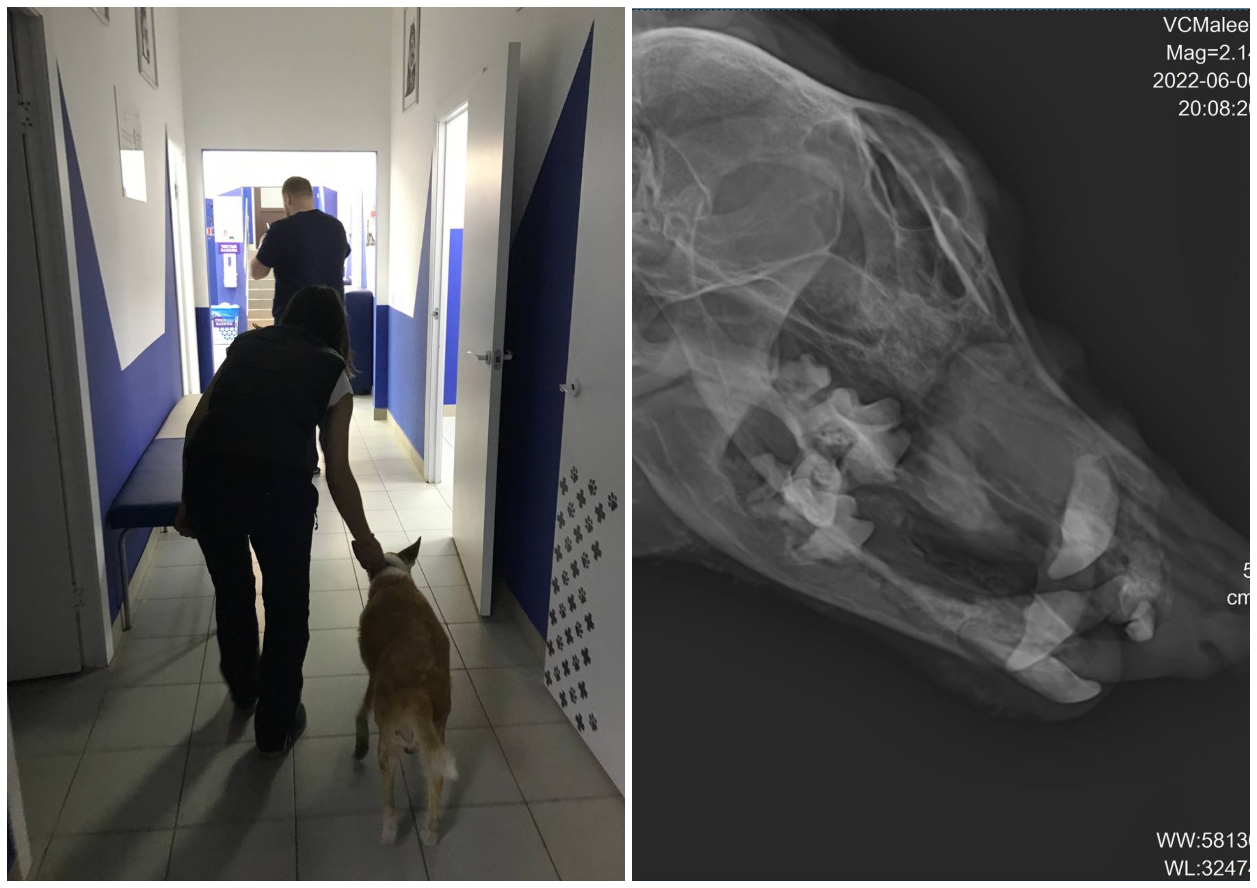 Фото: Юлия Митюгова, telegram-канал «Вирджиния Woof»