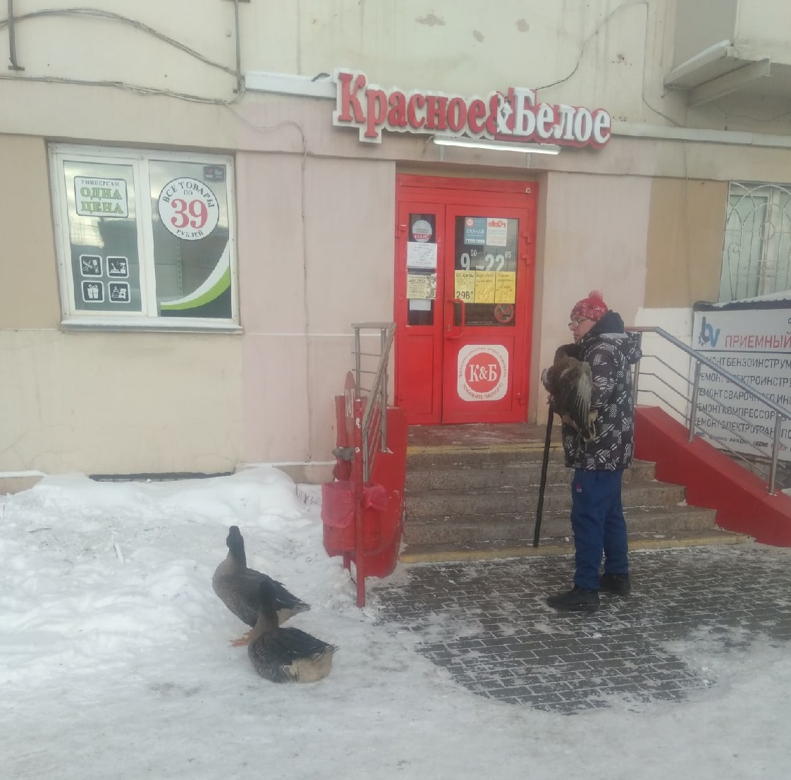 В январе Маша ещё гуляла, но в феврале села на гнездо 