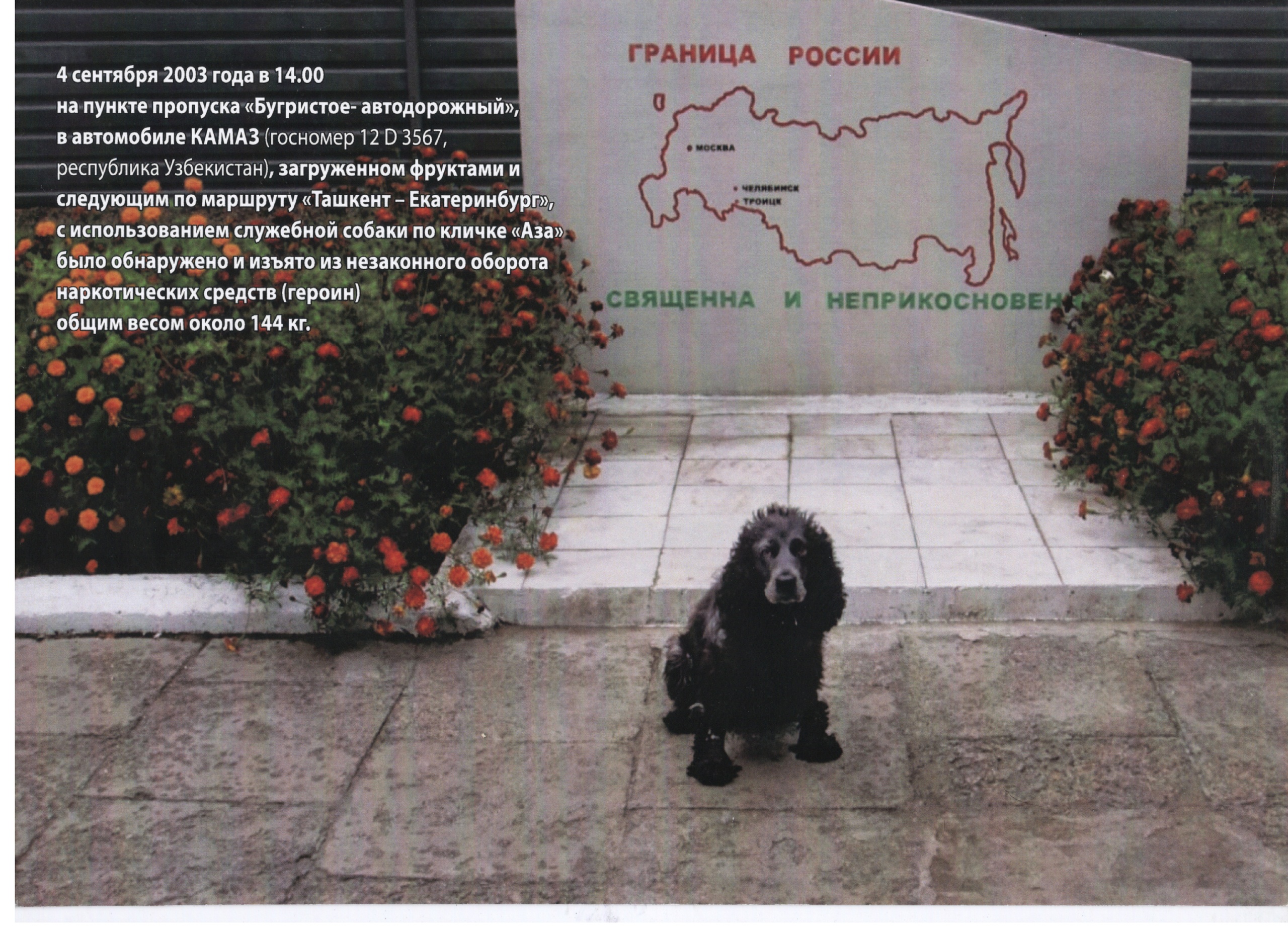 Спаниель Аза 