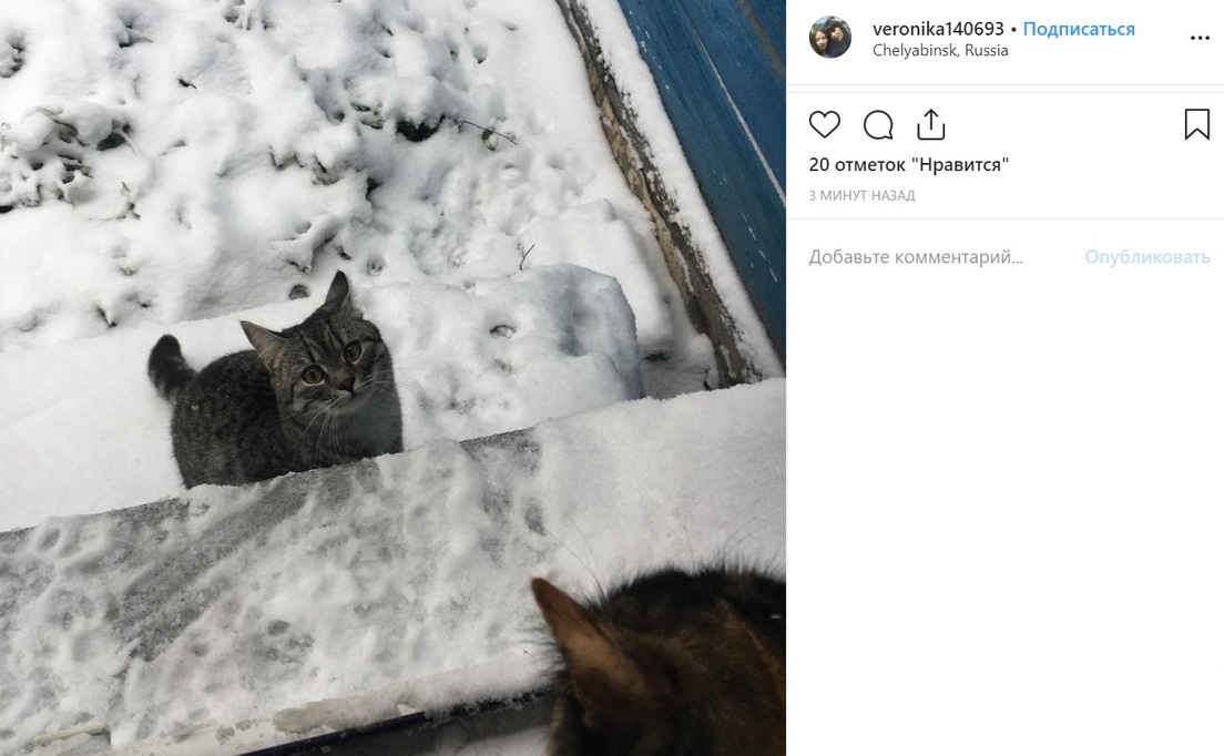 Котики с боем пробиваются греться в подъезды